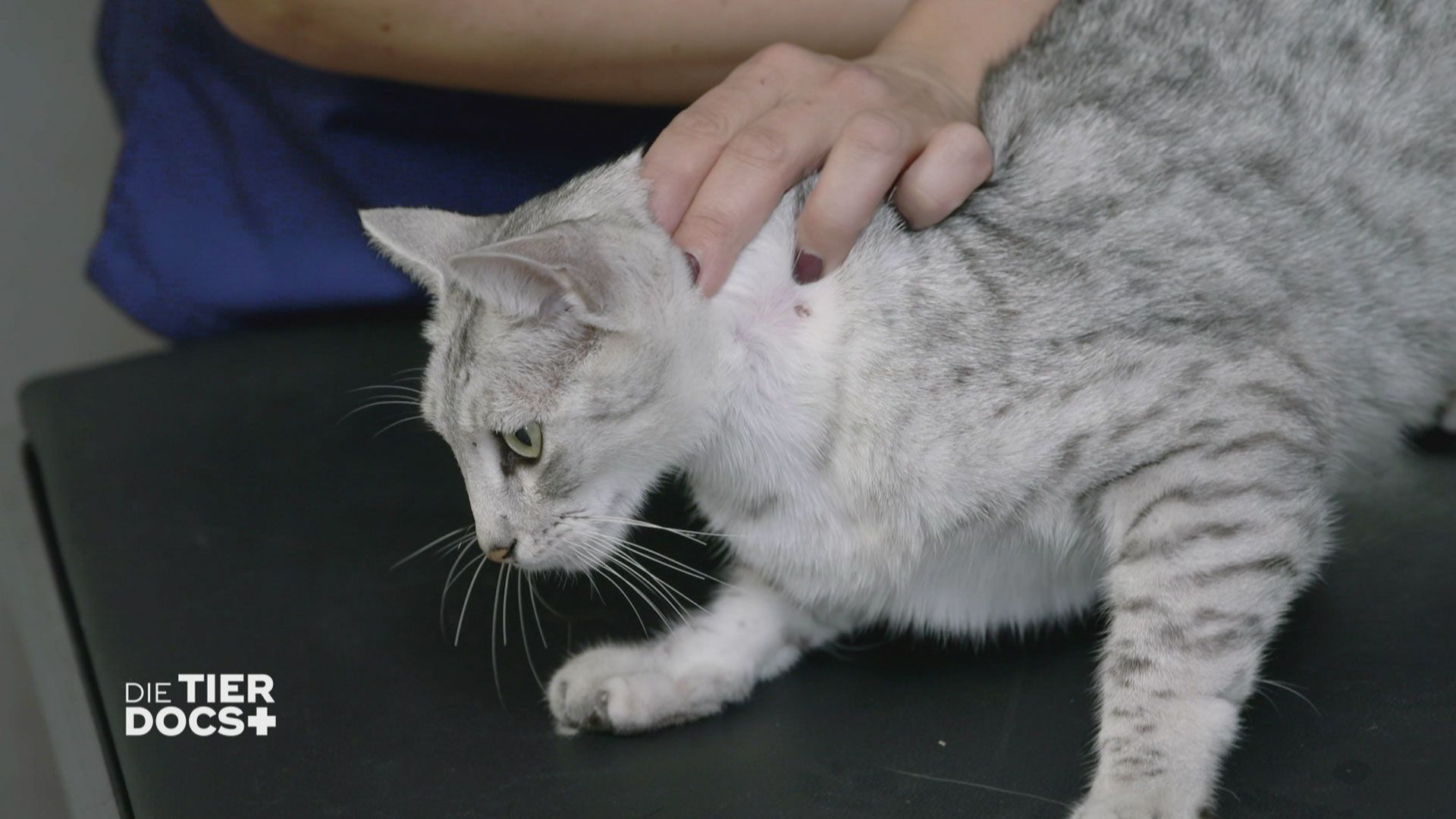 Katzenkampf mit Folgen