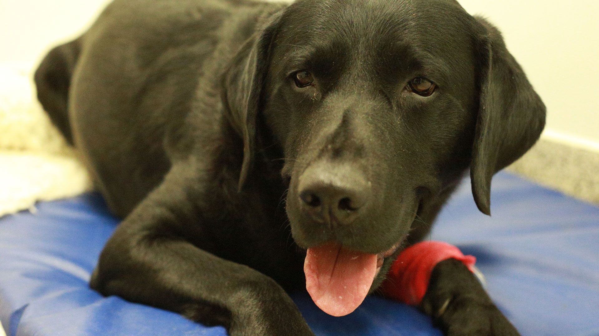 Cato, Simba und Tynee