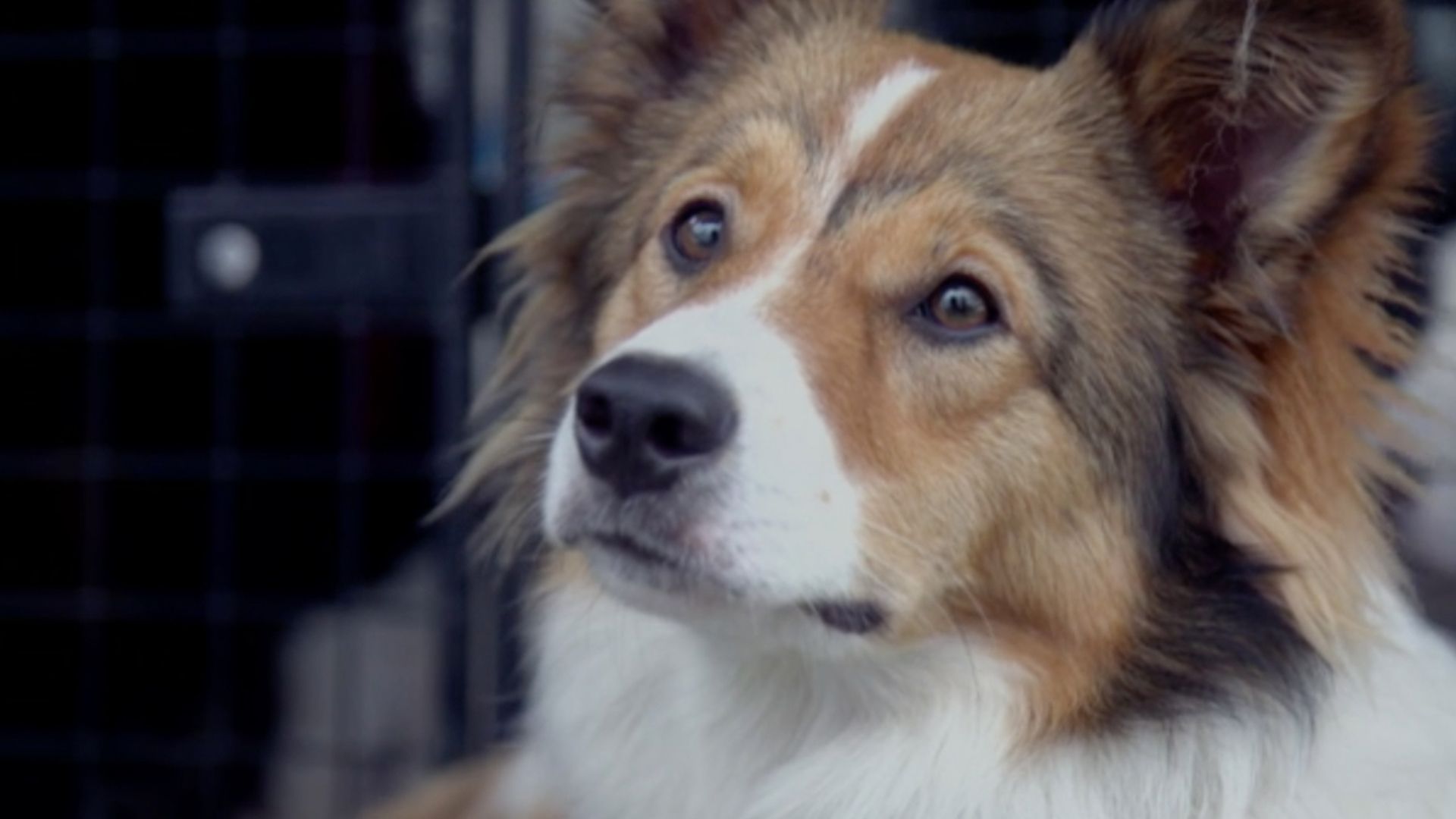 Koa, Kwanda und Cleo