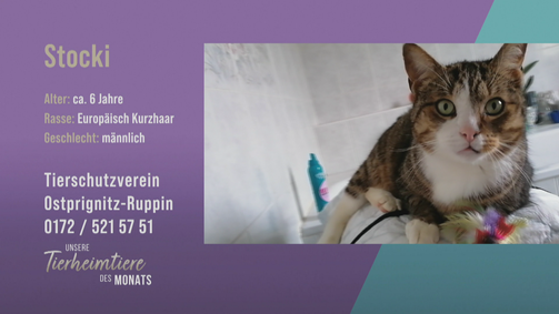 Unsere Tierheimtiere des Monats Unsere Tierheimtiere des Monats Folge 48: Kater mit Charakter: Stocki
