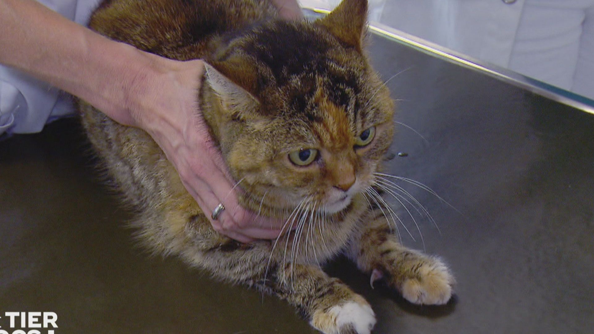 Notfall: Katze Mia kämpft um ihr Leben