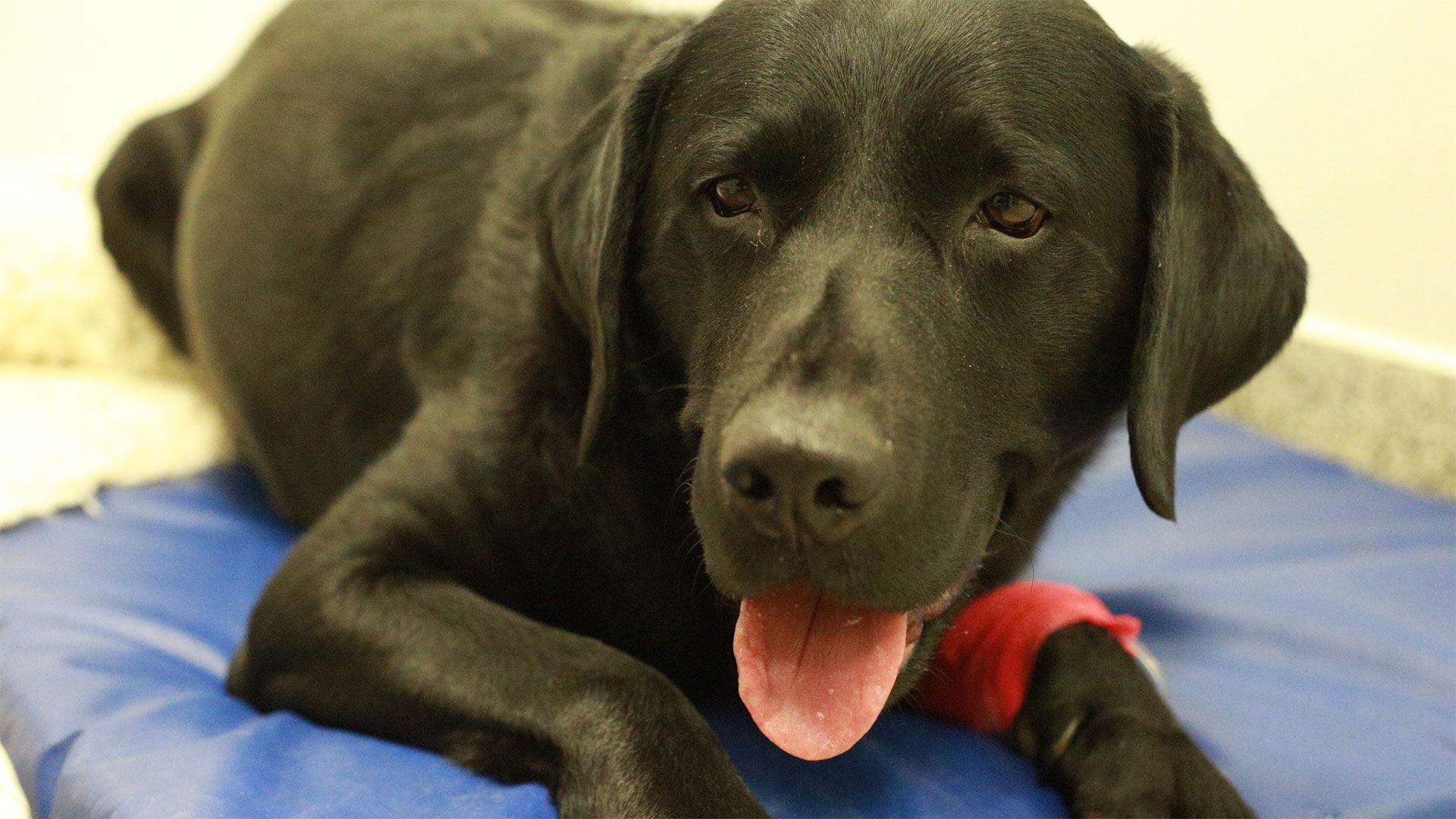 Albie, Parker und Flora