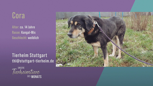 Unsere Tierheimtiere des Monats Unsere Tierheimtiere des Monats Folge 41: Für Hunde-Erfahrene: Grande Dame Cora