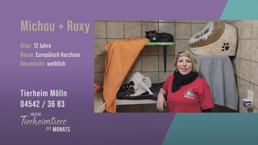Unsere Tierheimtiere des Monats Unsere Tierheimtiere des Monats Folge 43: Katzen-Dream-Team: Michou & Roxy