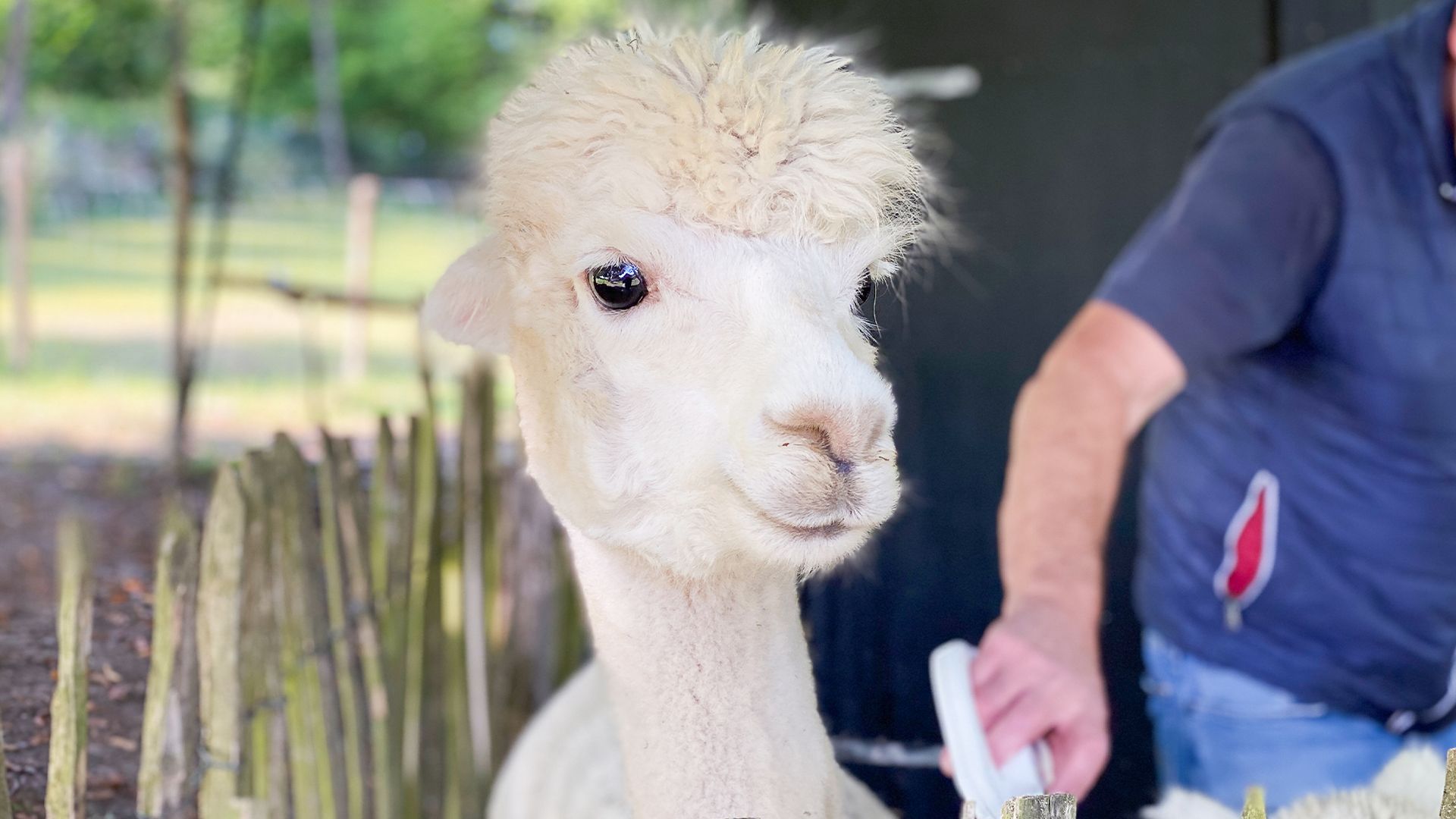 Alpakas sind keine Kuscheltiere