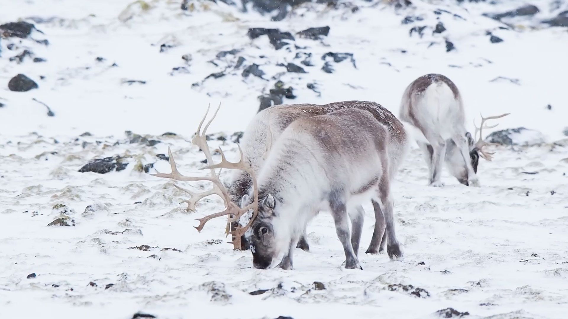 Geisterstadt in Grönland