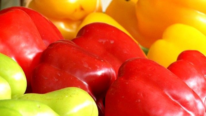 Erntefrisch - Jetzt wird es bunt!