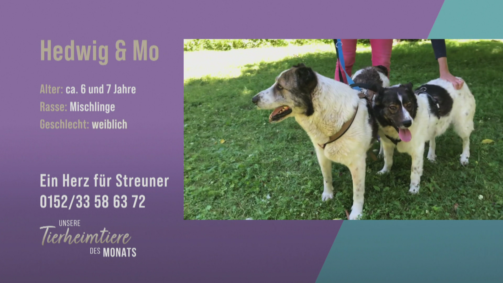 Für Familien: Liebes Doppelpack Hedwig & Mo