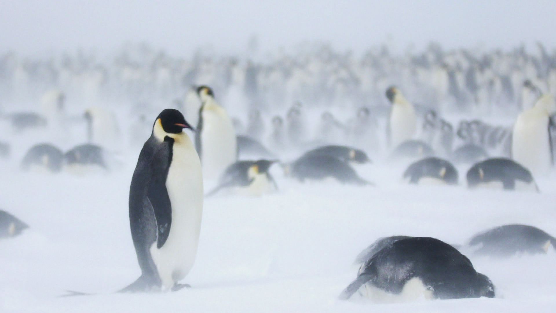 Pinguinforscher in der Antarktis