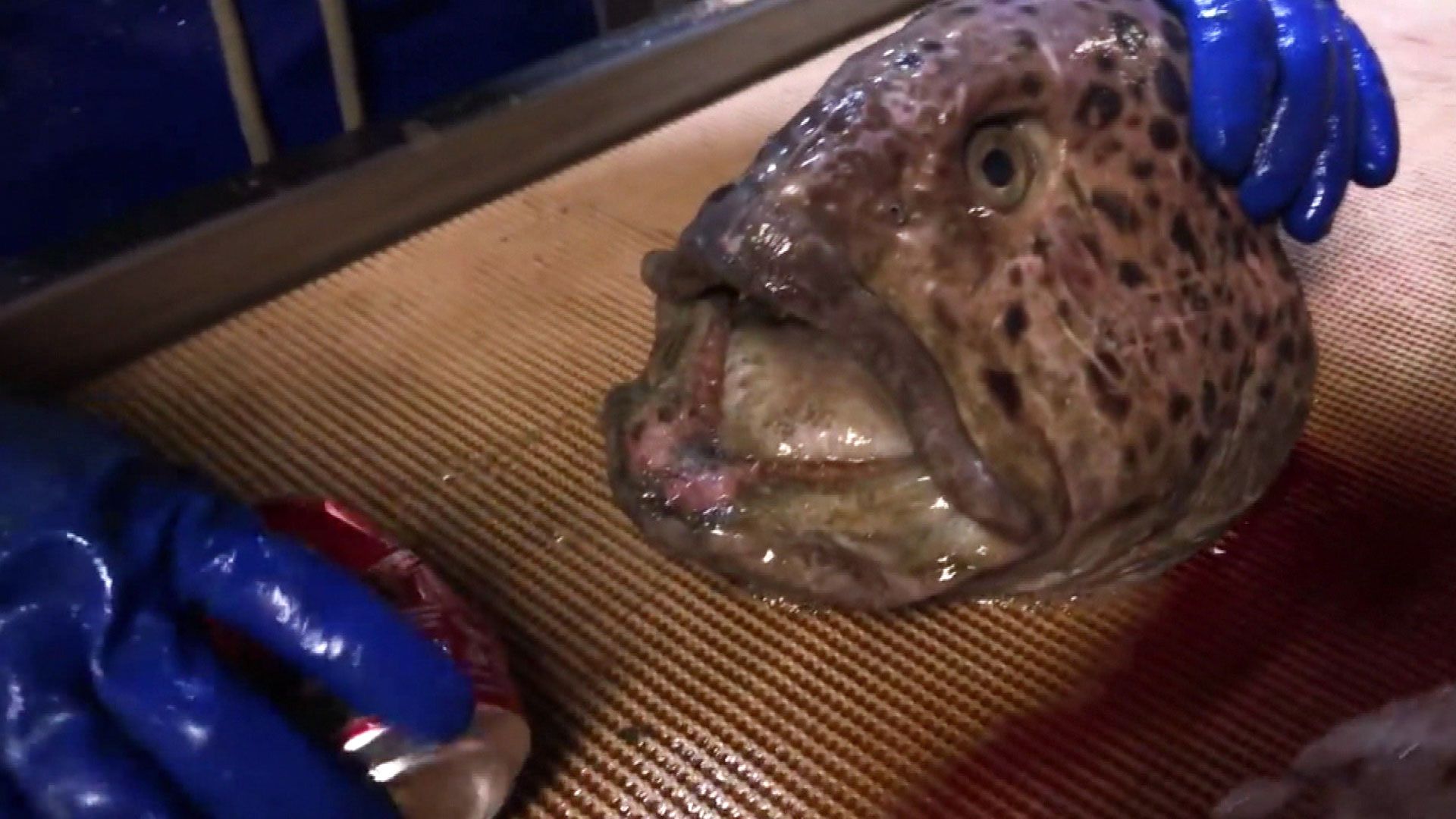 Der Zombie-Fisch