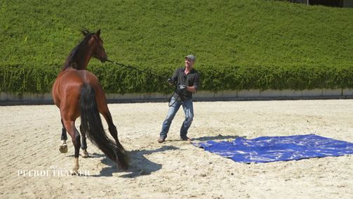 Der Pferdetrainer - Verstehen. Vertrauen. Verbinden. Der Pferdetrainer - Verstehen. Vertrauen. Verbinden. Folge 5: Die entscheidende Phase: Hat Raphael Dysli die Lösung für alle Problempferde?
