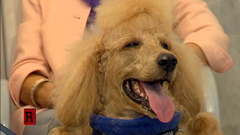 ATV Die Reportage - Luxus-Haustiere