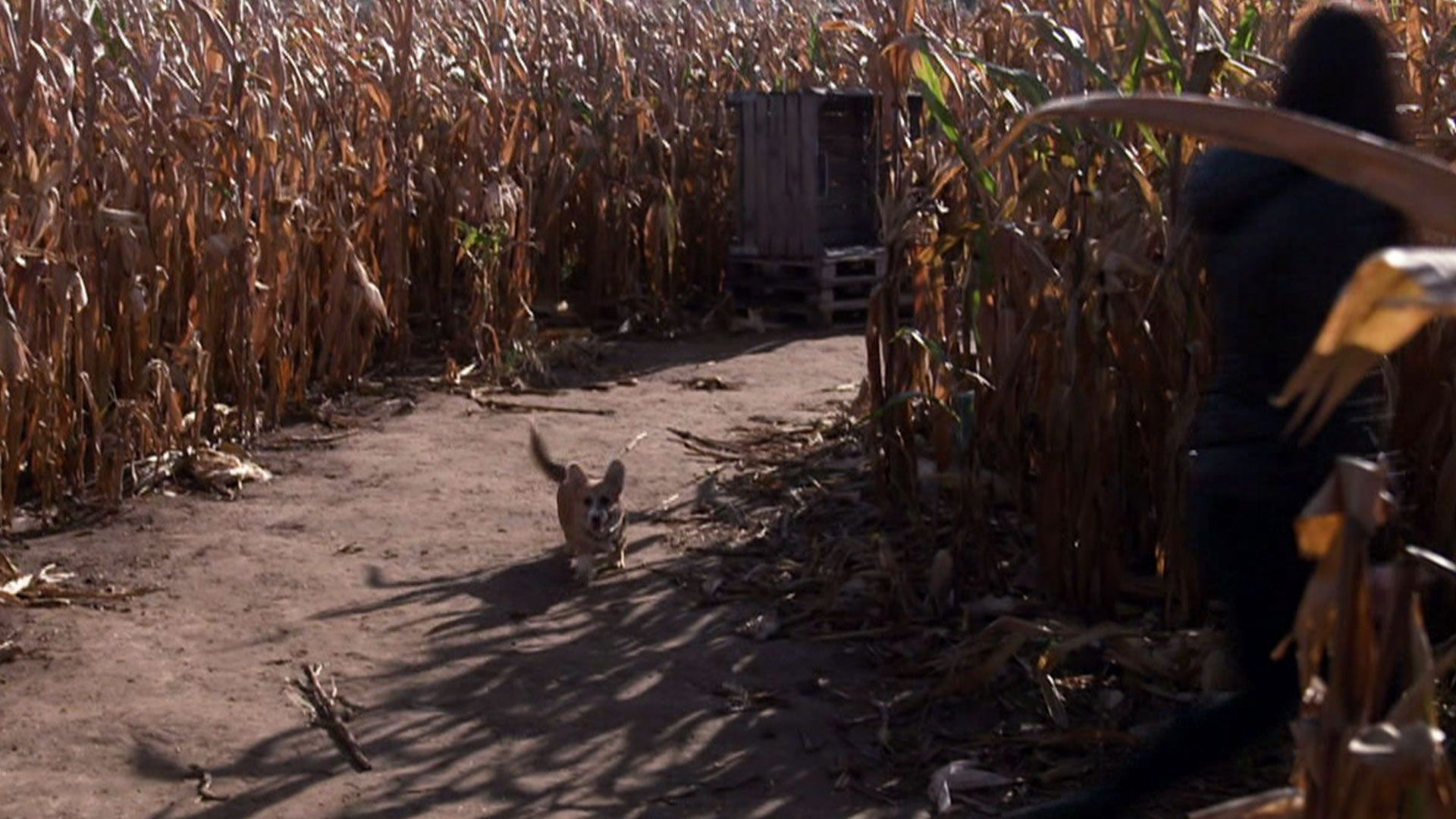 Finden alle Welpen ihre Herrchen im Labyrinth?