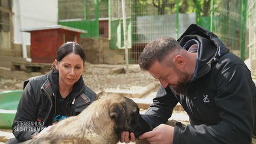 Straßenhund sucht Zuhause - André Vogt hilft Straßenhund sucht Zuhause - André Vogt hilft Folge 4: Mit PETA in Rumänien unterwegs