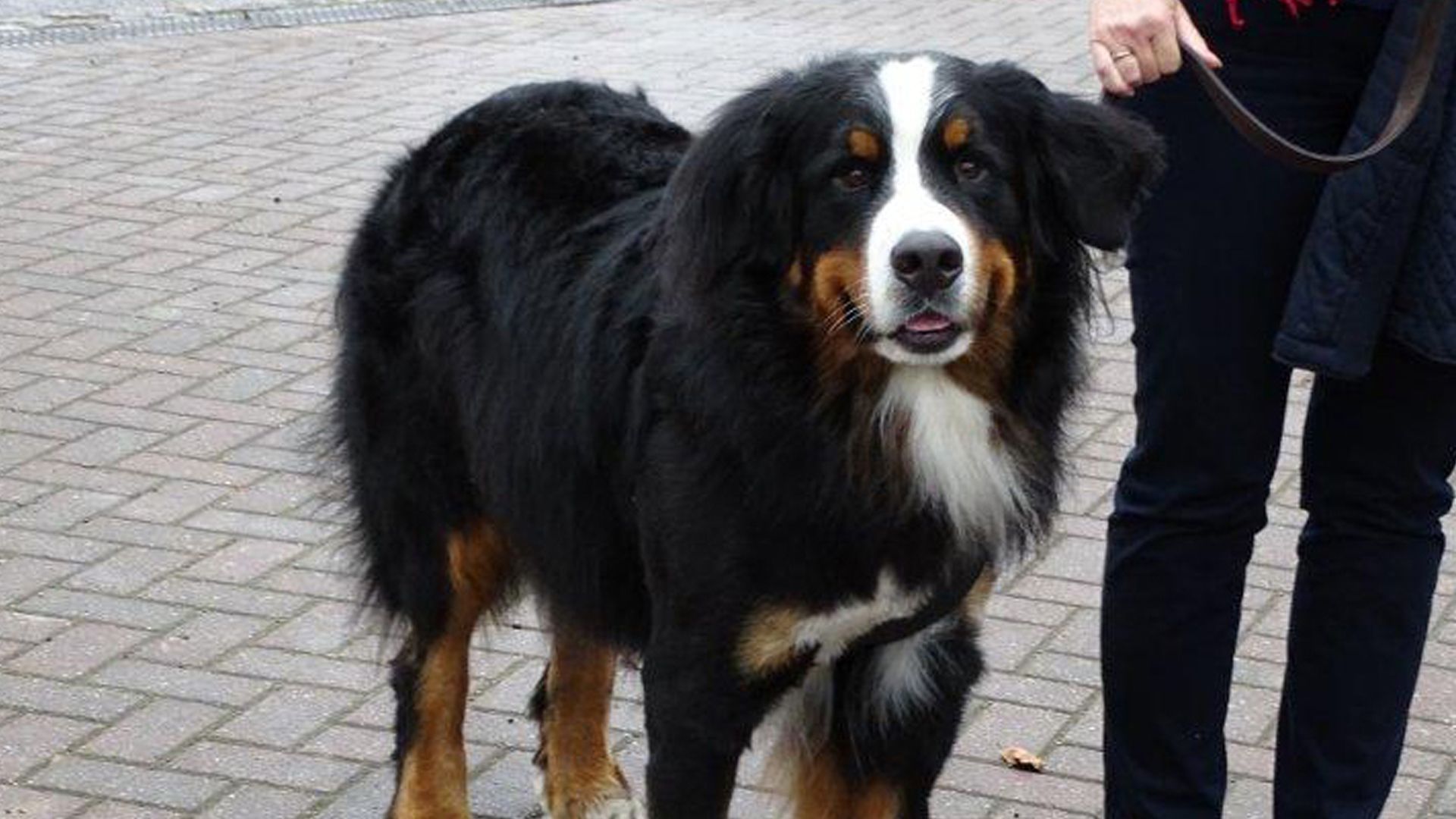 Otis, Bailey und Tom