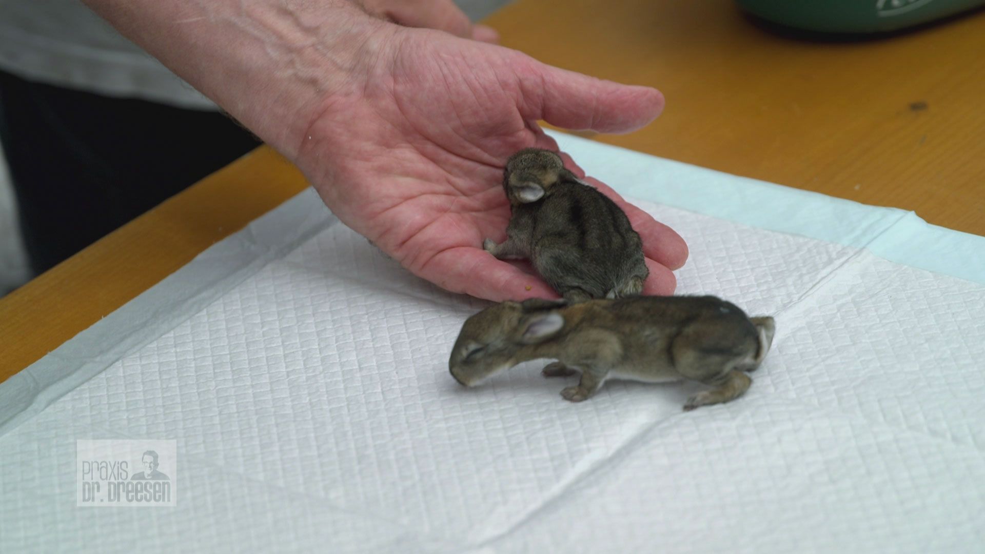 Kaninchen Babys im Doppelpack