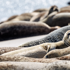 Kegelrobben in Deutschland in Gefahr