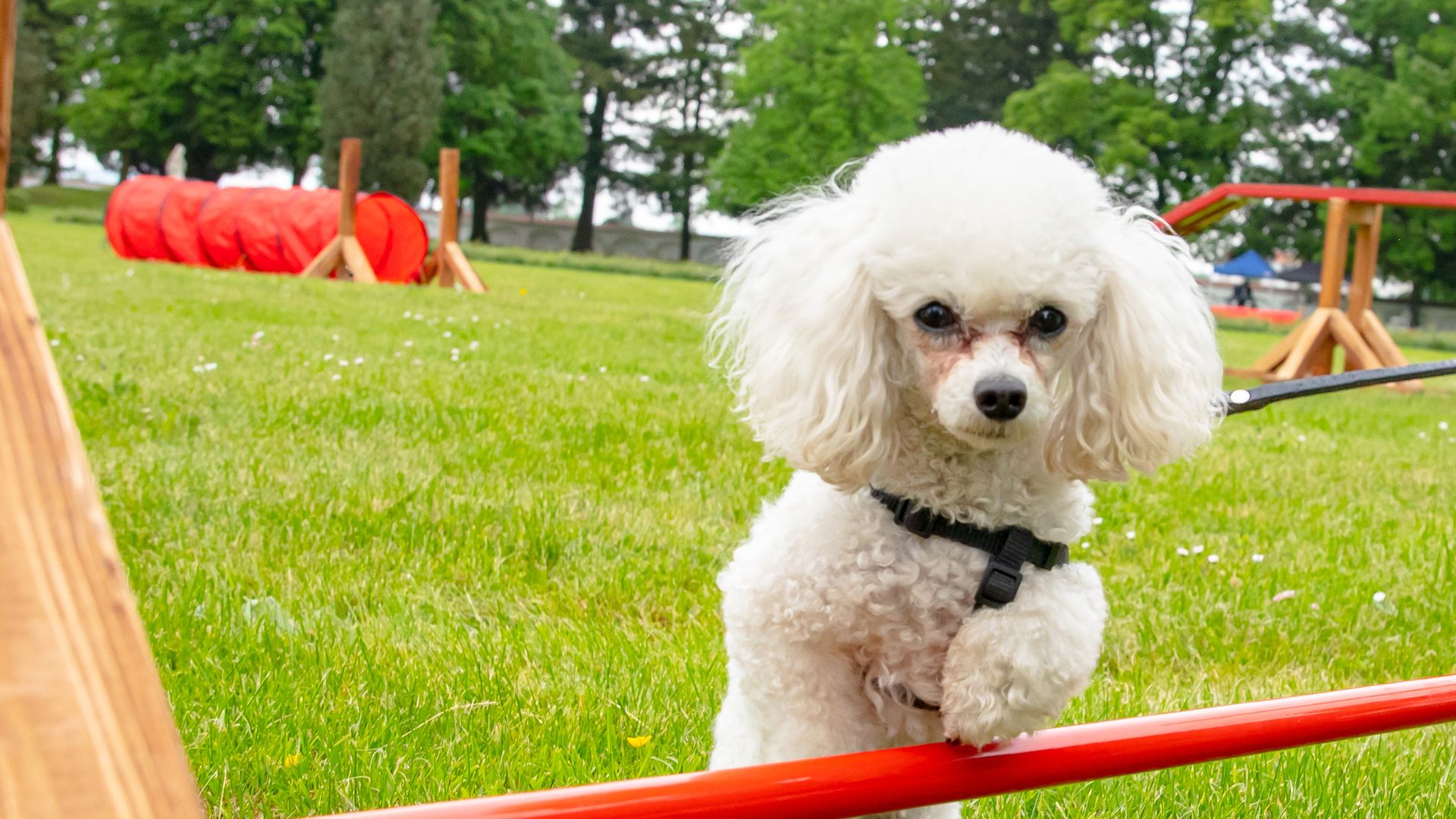 Der Hundetrainer-Champion