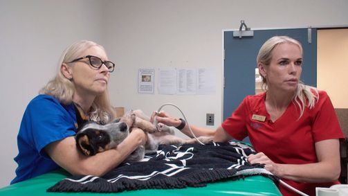 Australiens Tierrettung - Einsatz am Bondi Beach Australiens Tierrettung - Einsatz am Bondi Beach Folge 9: Koalas beim Bluttest