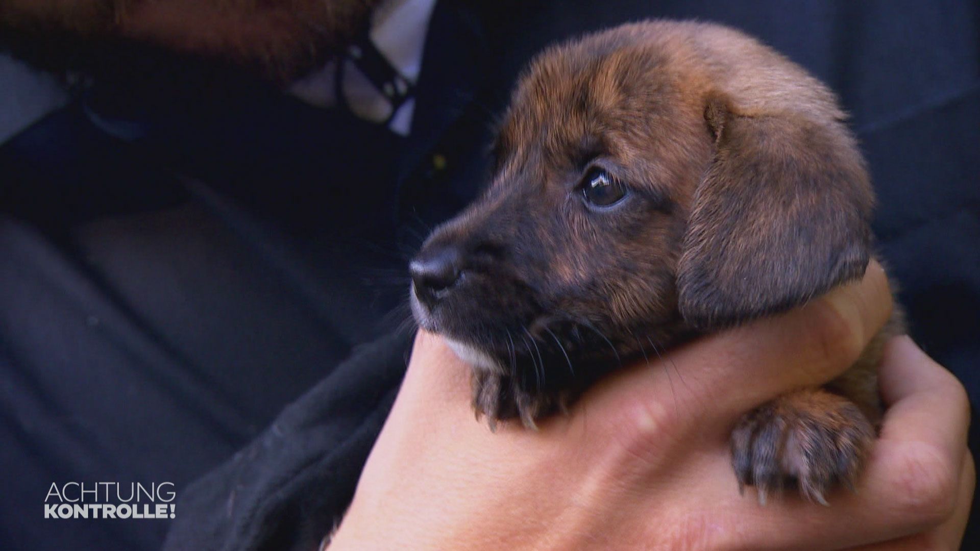 Tierquälern auf der Spur - Tierschützer Klippstein