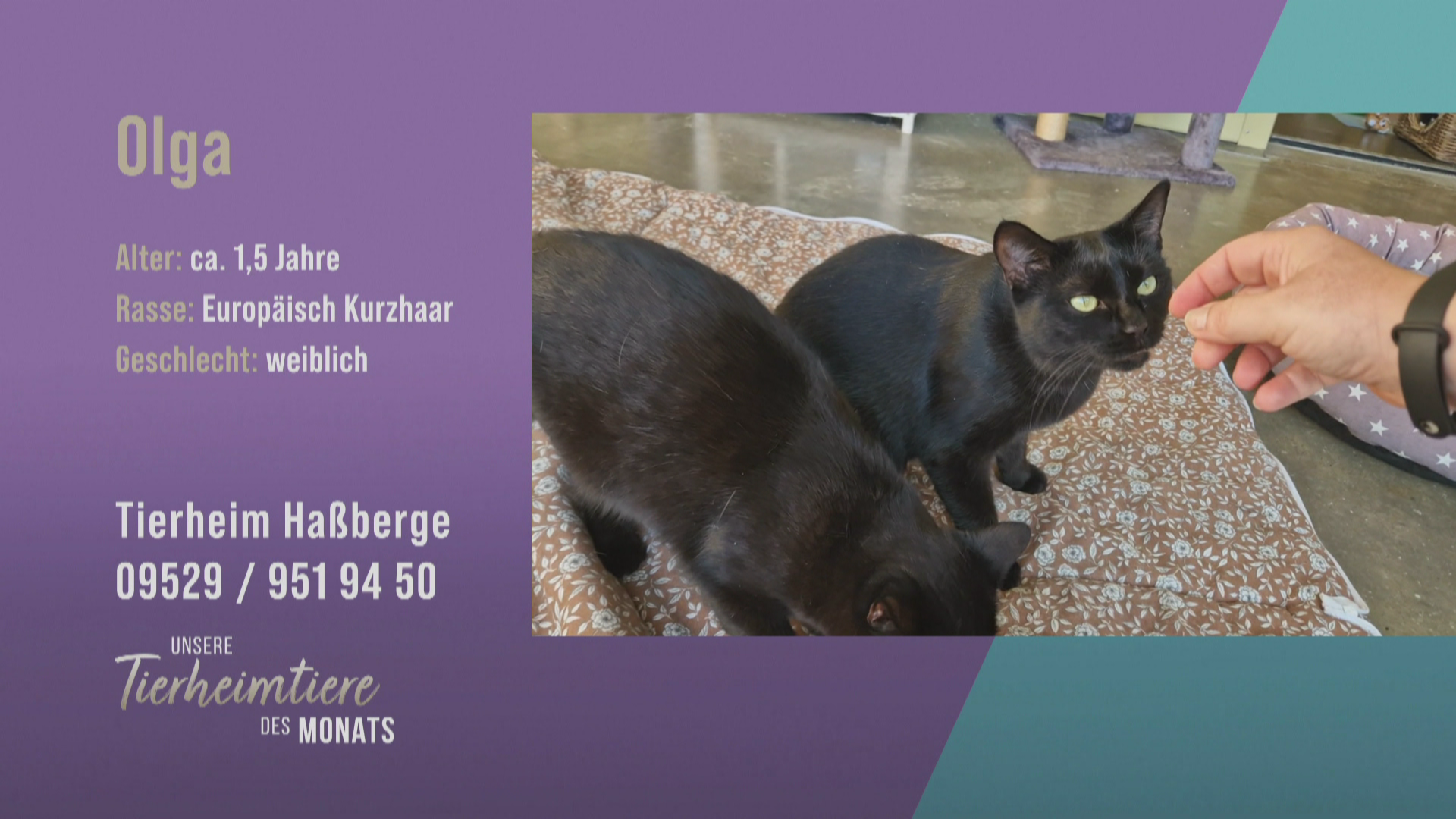 Schüchtern und verschmust: Katze Olga