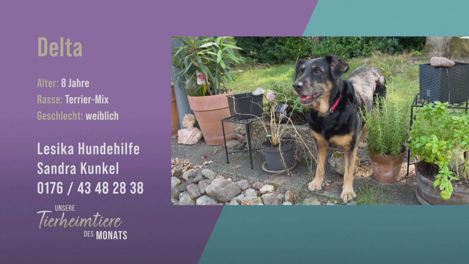 Für weibliche Hunde-Fans: Terrier-Mix Delta