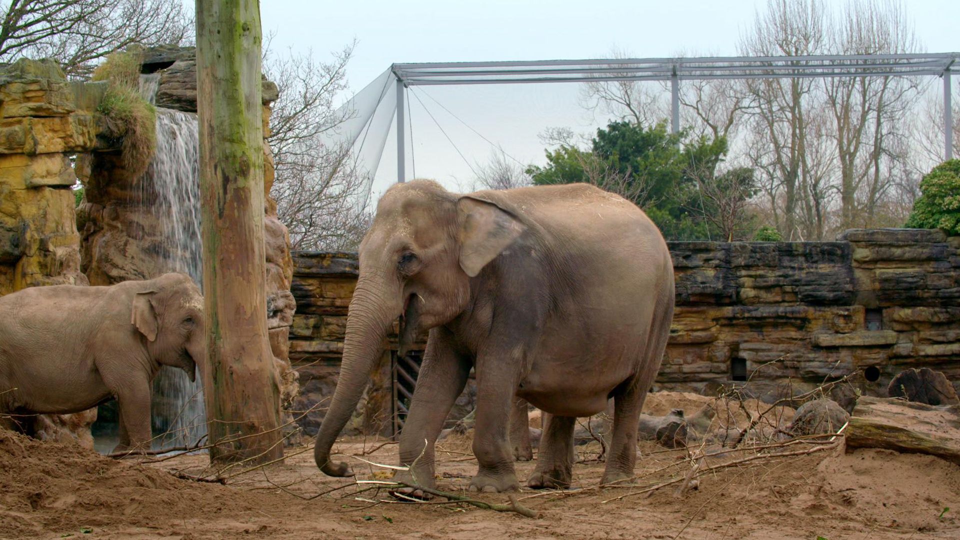 Zoff bei den Giraffen