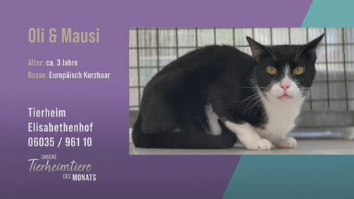 Unsere Tierheimtiere des Monats Unsere Tierheimtiere des Monats Folge 31: Kater Oli: Verschmust und mit Katzen verträglich