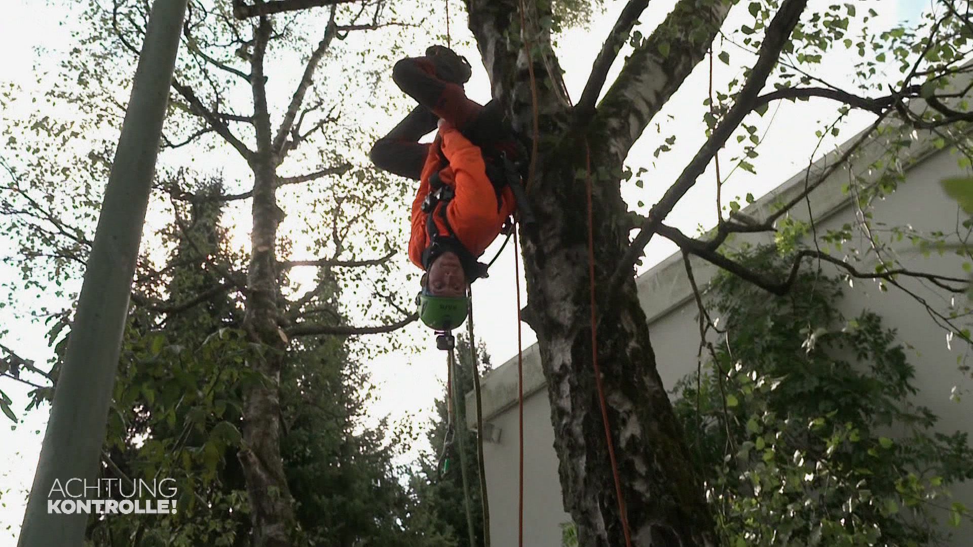 Ab auf den Baum – Baumpflege in München