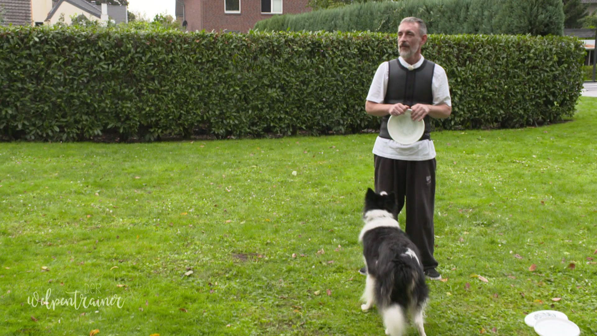 Dogfrisbee: Einen neue Sportart für Hund und Herrchen