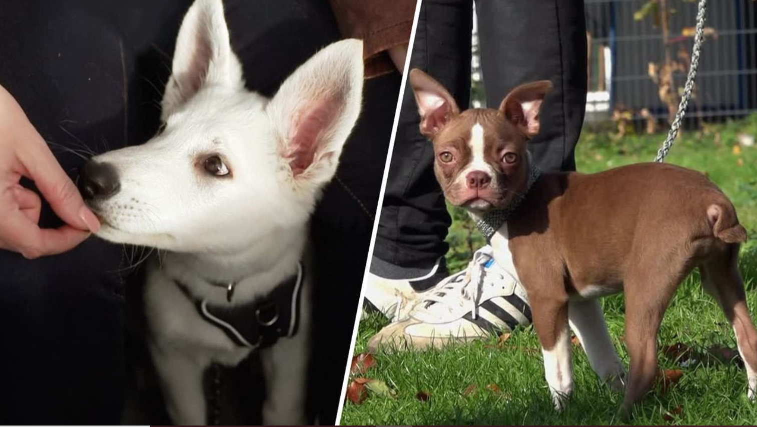 Hundetraining: Sturheit unterbinden und Beschützerinstinkt testen