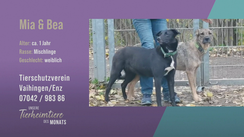 Unsere Tierheimtiere des Monats Unsere Tierheimtiere des Monats Folge 36: Sportliche Schwestern: Mia und Bea