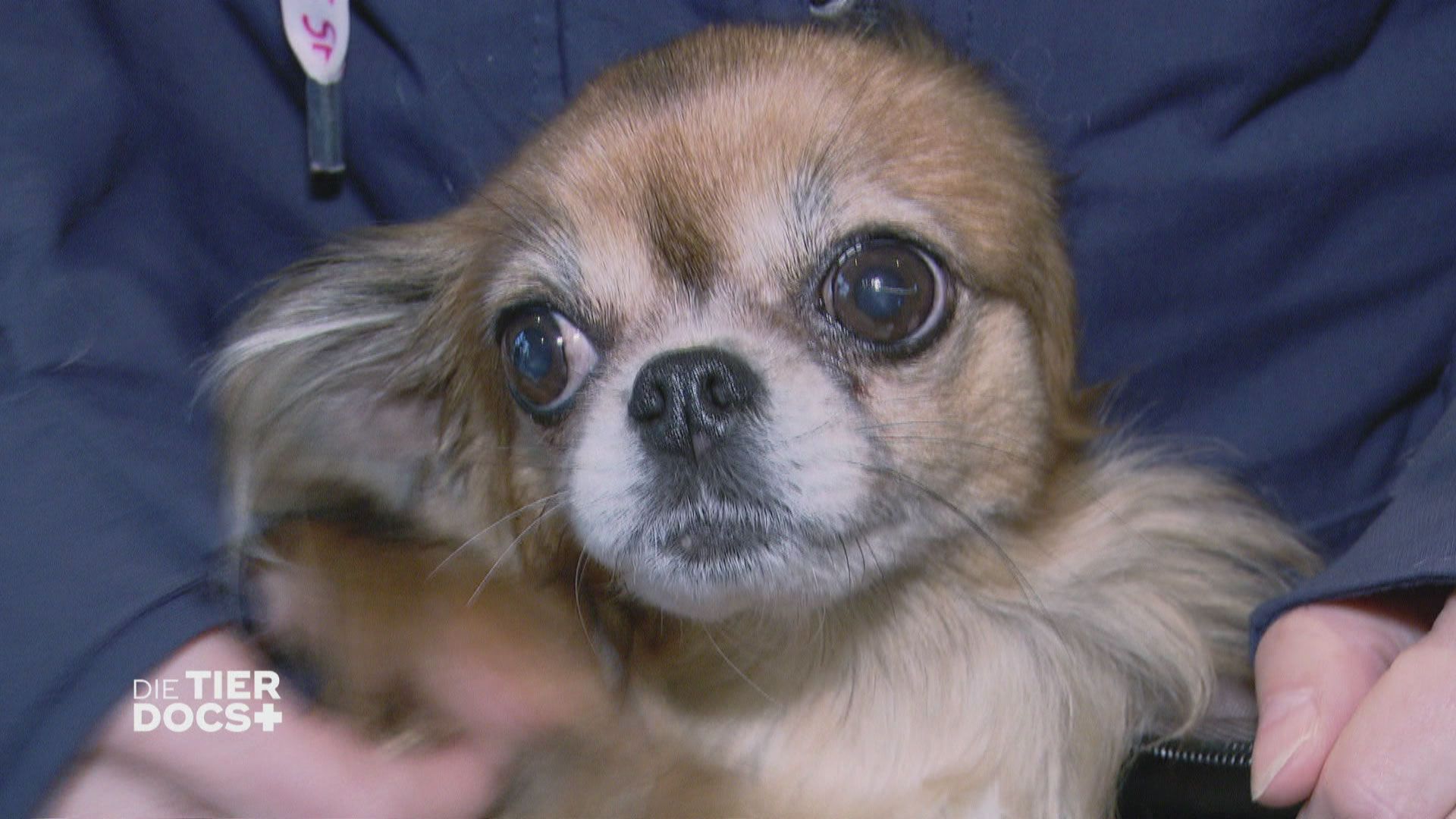 Chihuahua Dame Amy leidet an starken Schmerzen