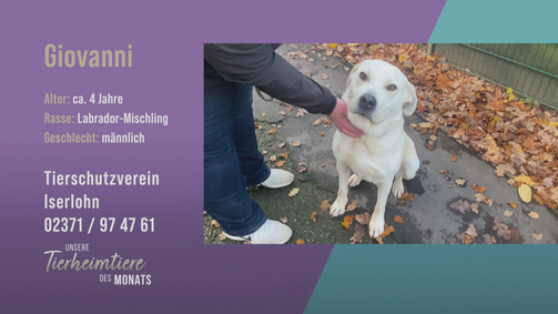 Unsere Tierheimtiere des Monats Unsere Tierheimtiere des Monats Folge 35: Verspielt und menschenbezogen: Labrador-Mischling Giovanni