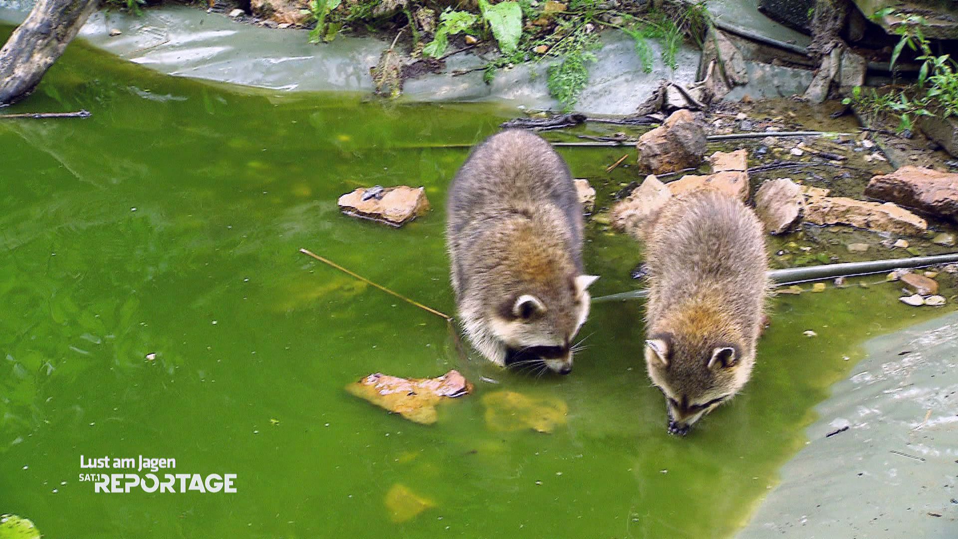 Wild im Wald - Die neue Lust am Jagen - Die SAT.1 Reportage