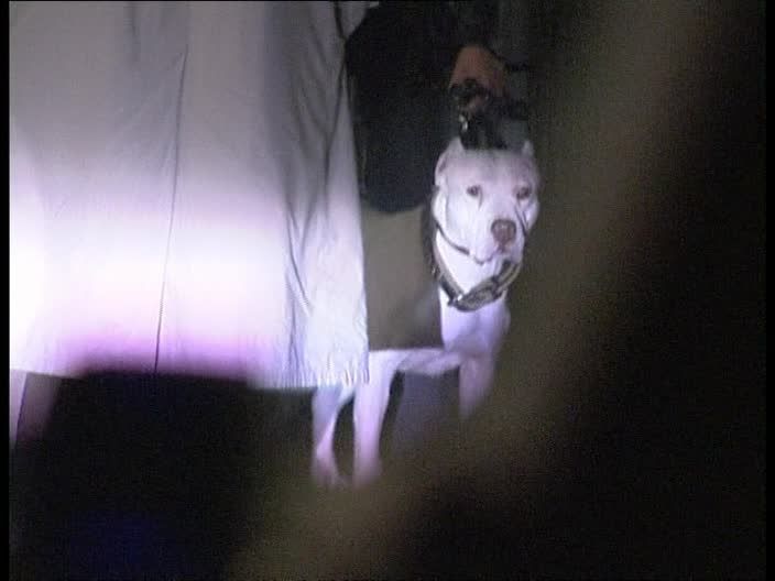 Vom Kampfhund entstellt