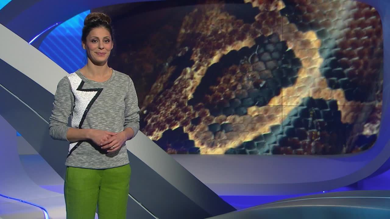 Wildlife extrem Teil 2