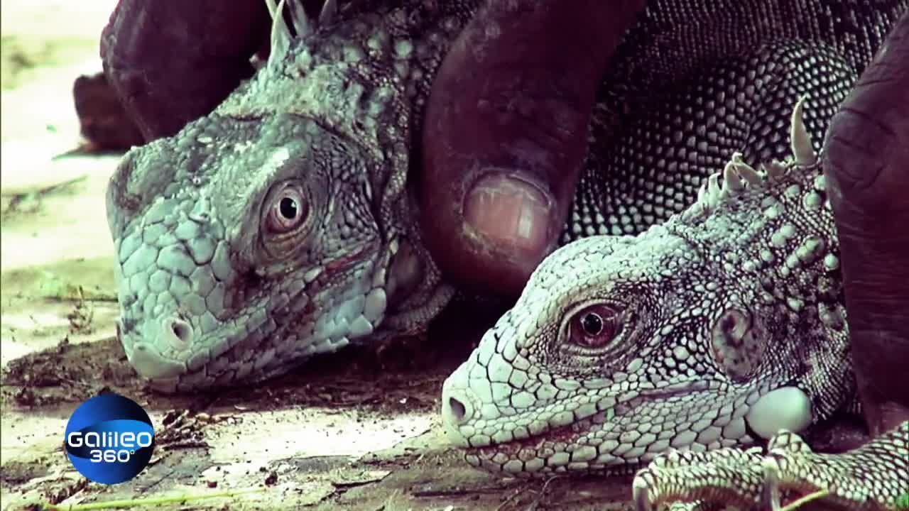 Ferne Länder, fremde Küchen (3)