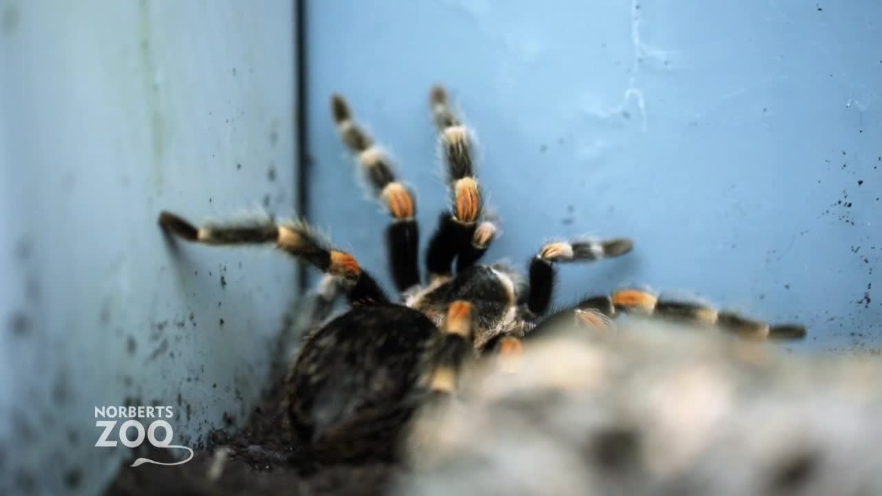 Pfui Spinne! Familienzwist beim Zoobesuch