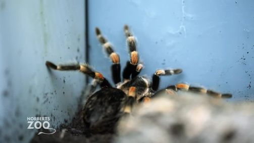 Norberts Zooladen: Der größte Tierladen der Welt Norberts Zooladen: Der größte Tierladen der Welt Folge 2: Pfui Spinne! Familienzwist beim Zoobesuch