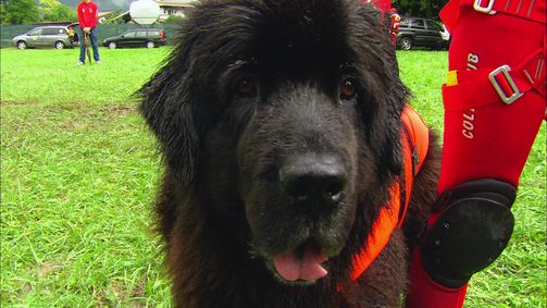 Aus dem Leben Staffel 1-4 Folge 30: Einsatz fürs Leben - Der Hund an meiner Seite