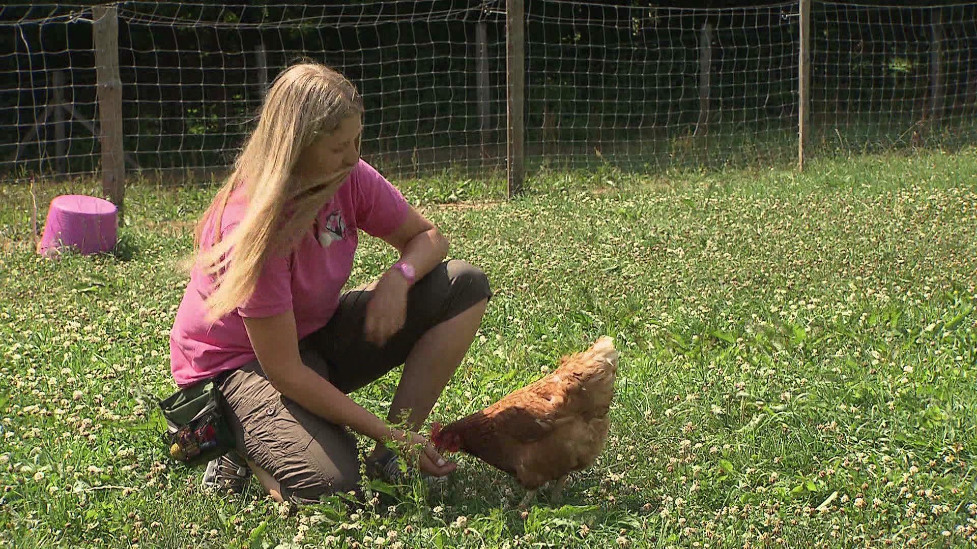 Das Chicken-Camp - Wie man Hühner dressiert