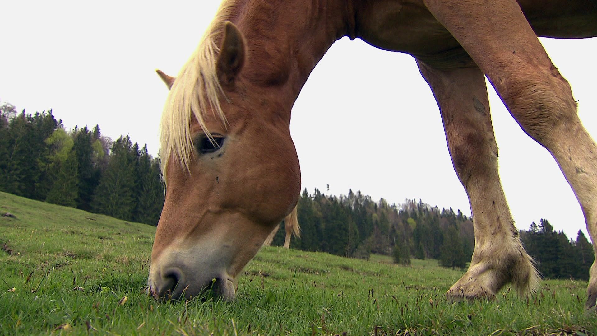 Haflinger