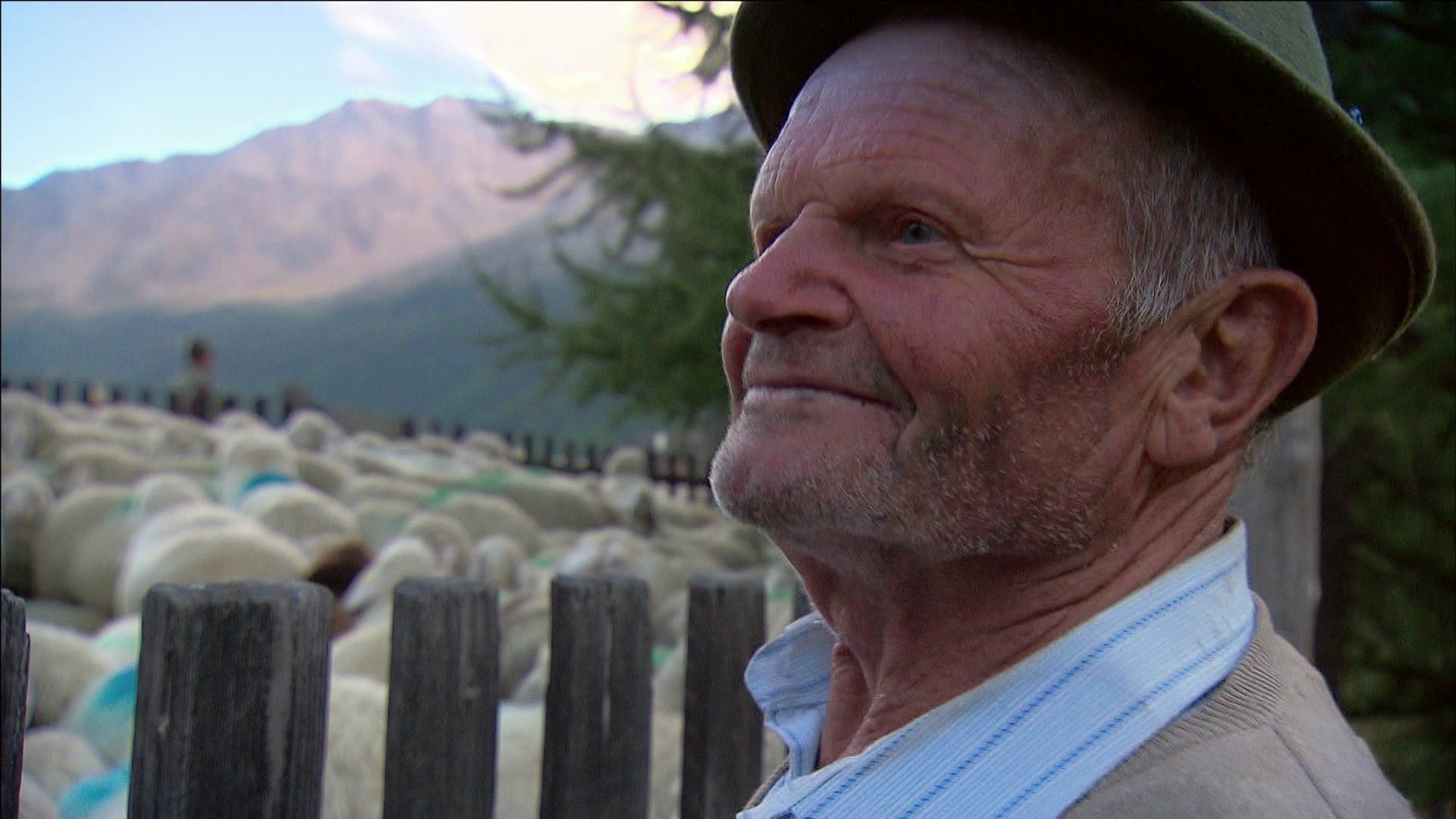Hans Niedermaier - Schaftrieb in den Alpen