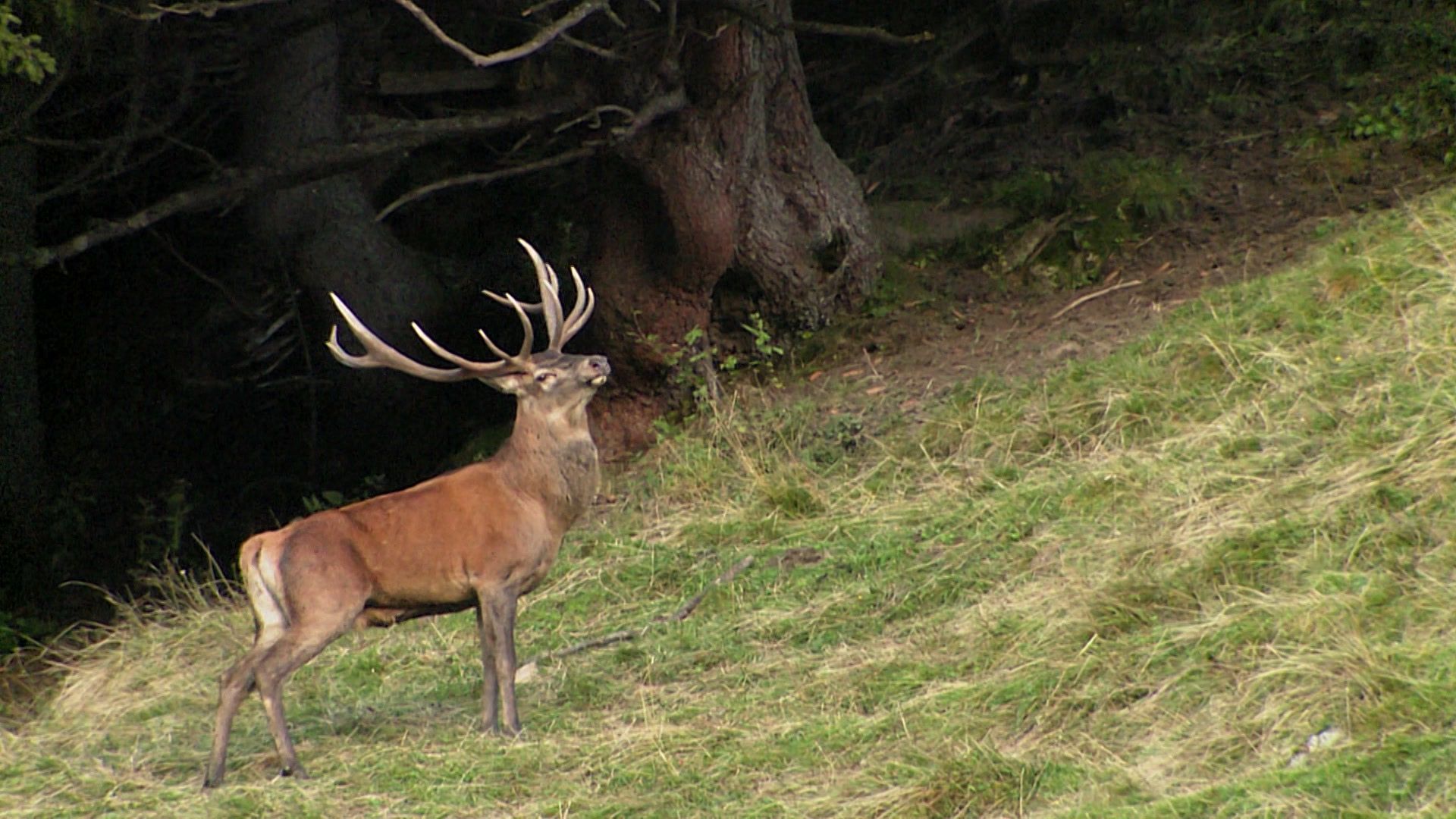 König der Wälder