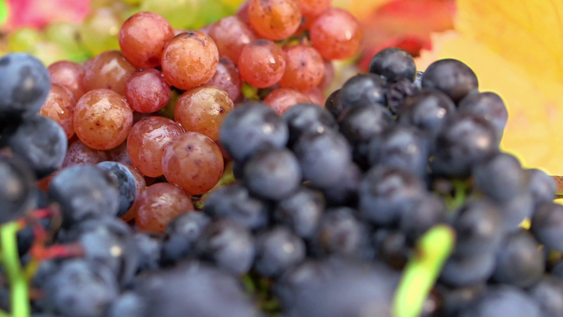 Wein - Genuss und Medizin (1)