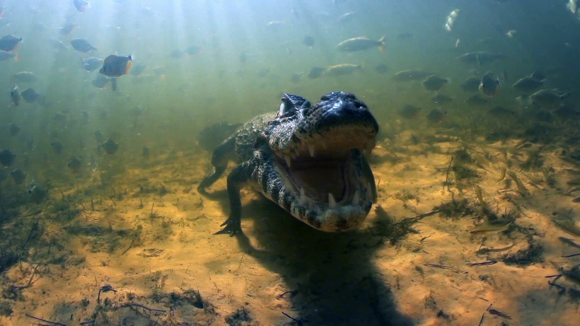 Wildes Brasilien - Die Wasserwelt des Pantanal (3/5)