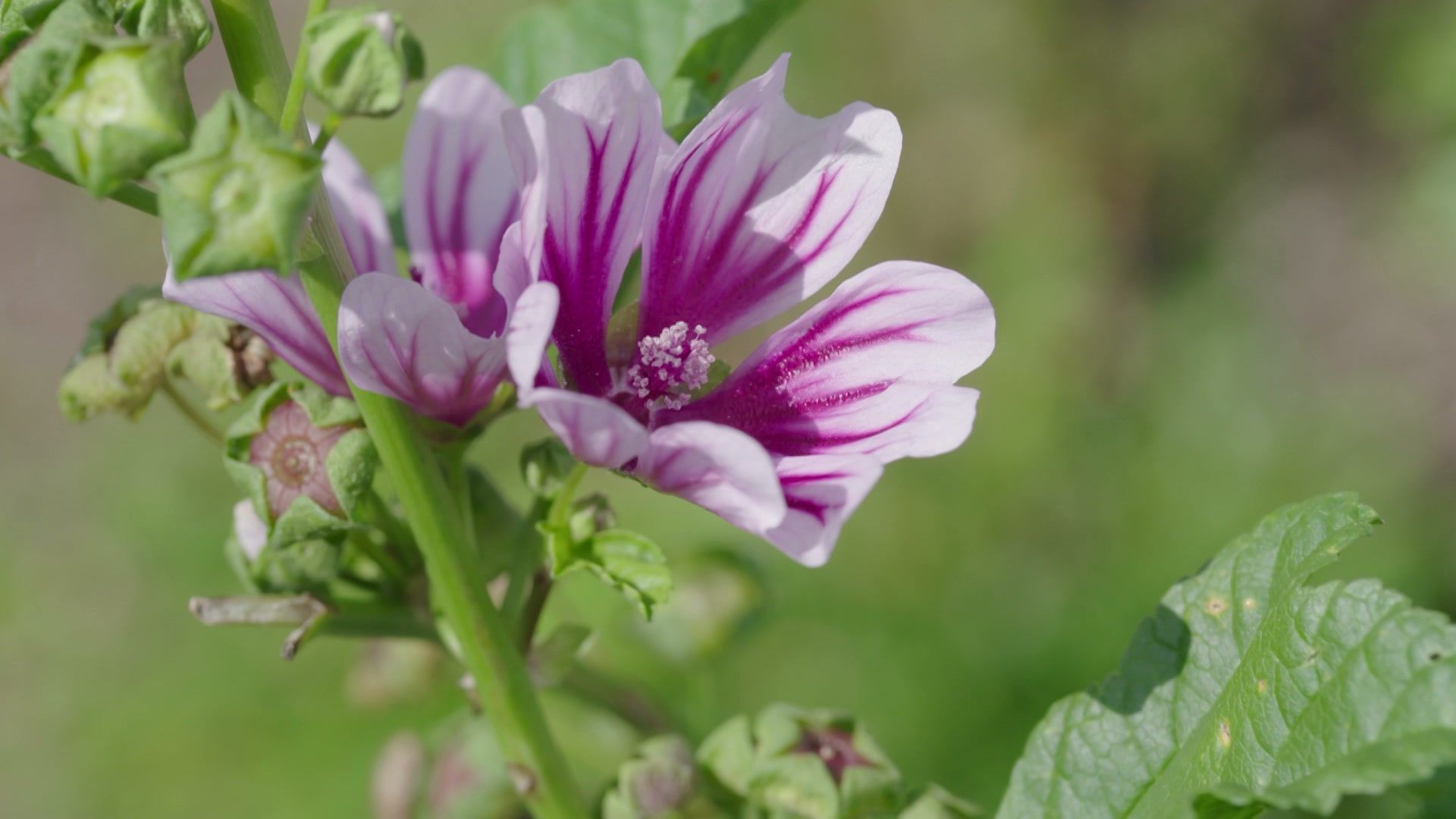 Einfach gut leben - Apotheke Kräutergarten