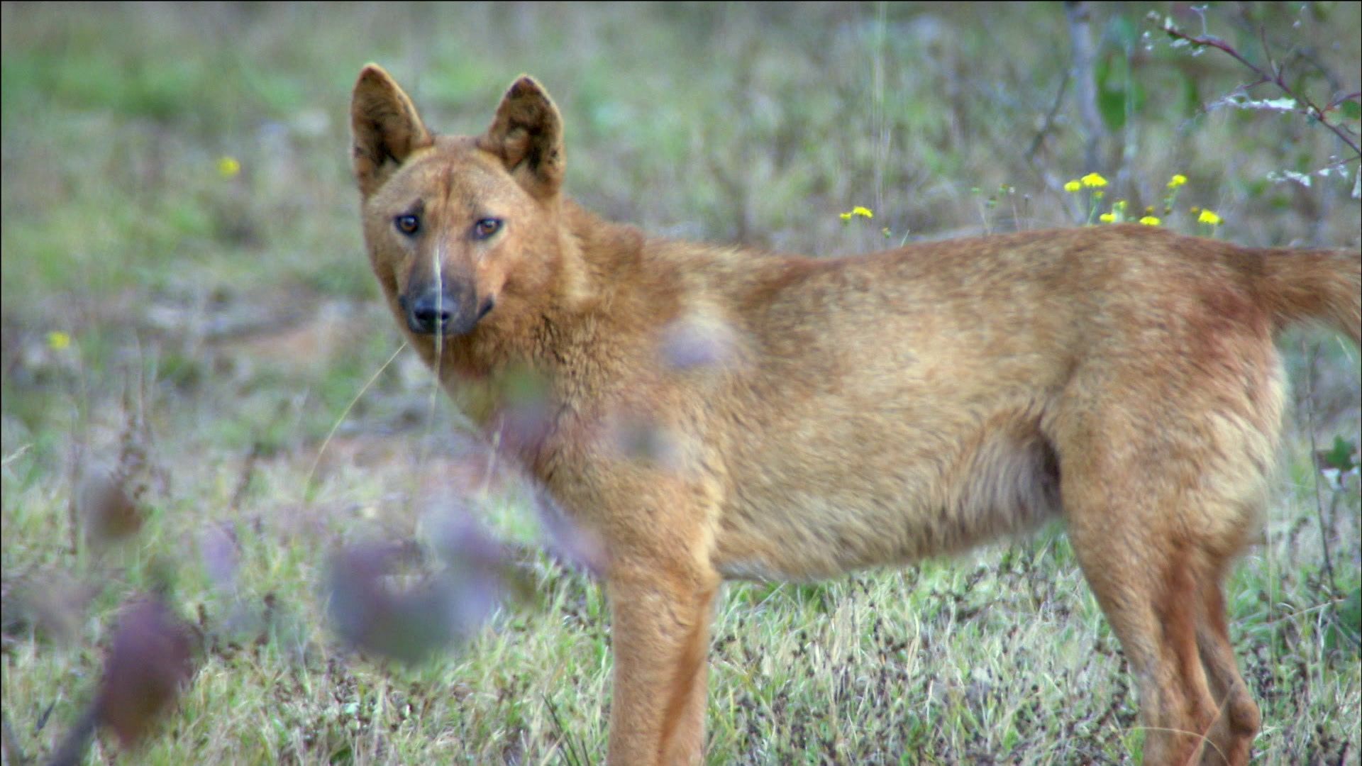 Dingos - Australiens wilde Hunde