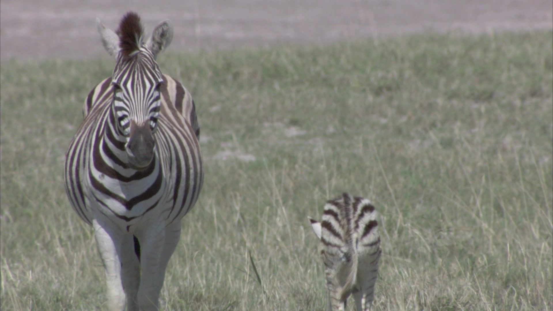 Streifzug der Zebras